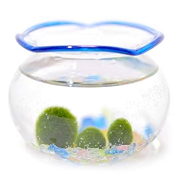 Amazon | 金魚鉢まりも（水道水で育てられる養殖まりも3個入り